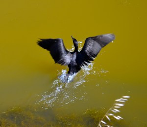 Cormorant by Bedwell Bayfront Park