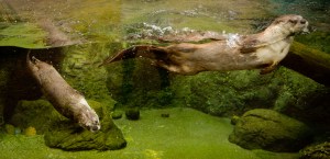 Coyote Point - CuriOdyssey-2