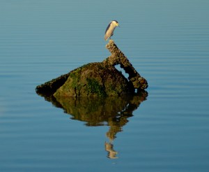 MLK Regional Shoreline
