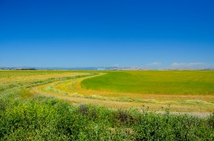 Tubbs Island Farmland 1